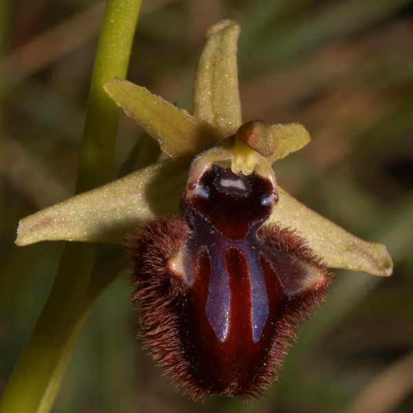 Ophrys garganica, O. sphegodes ... Chi ha un p di pazienza?